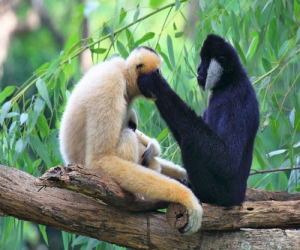 プーケット動物園