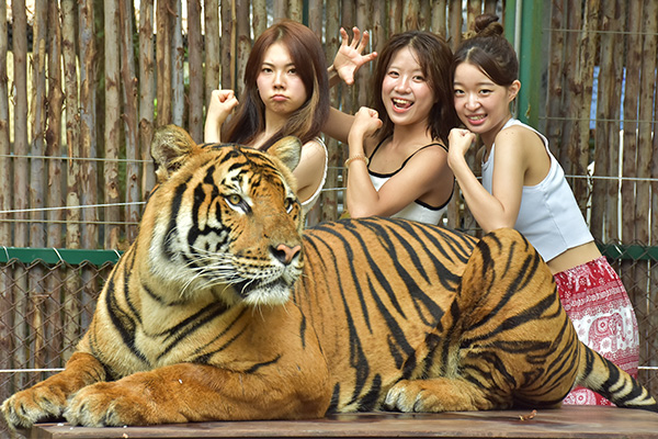 大トラ撮影