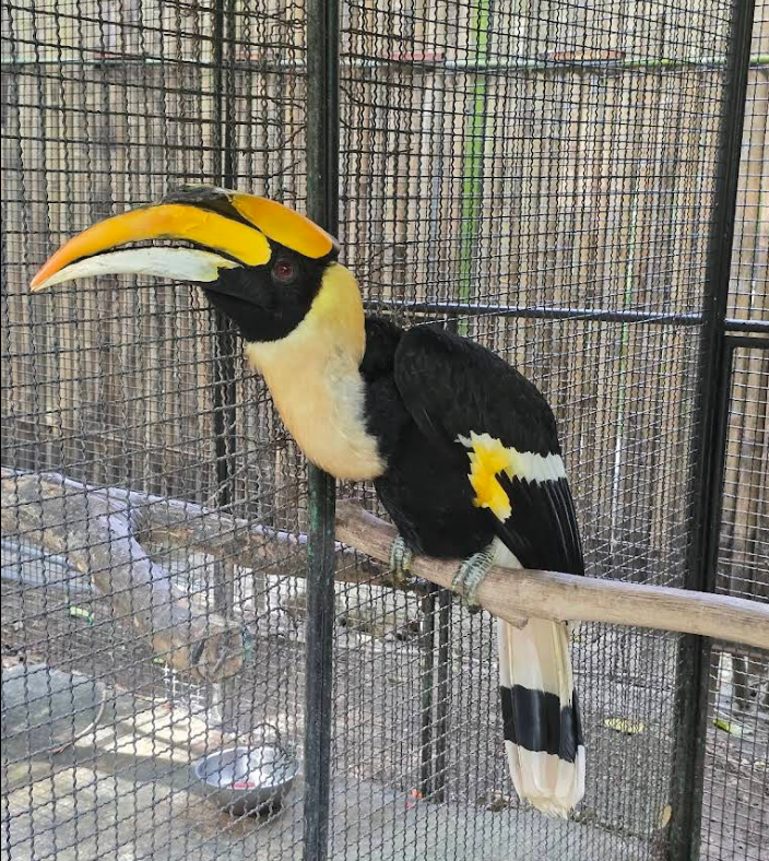 サイチョウ（ホーンビル）