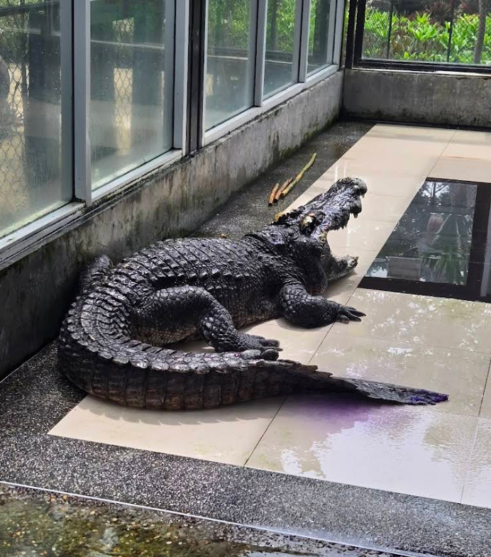 「Phuket Crocodile World(クロコダイルワールド)」
