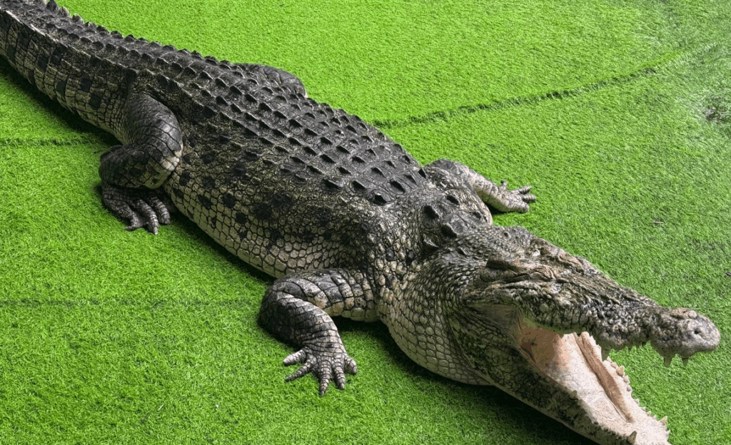「Phuket Crocodile World(クロコダイルワールド)」