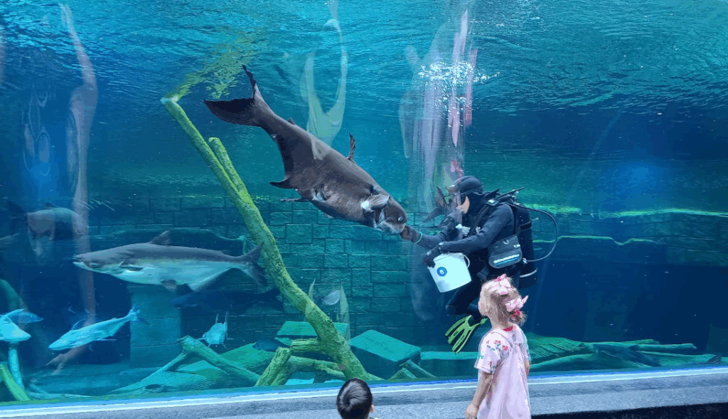 餌やりショー
