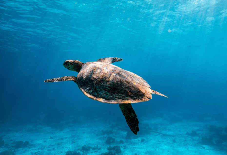 スリン諸島に生息するカメと出会う可能性もあります