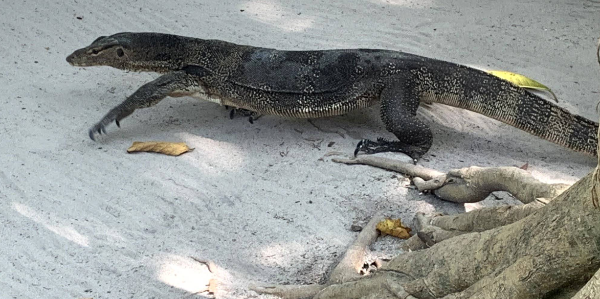 クラビ・ホン島で出会う大型トカゲ