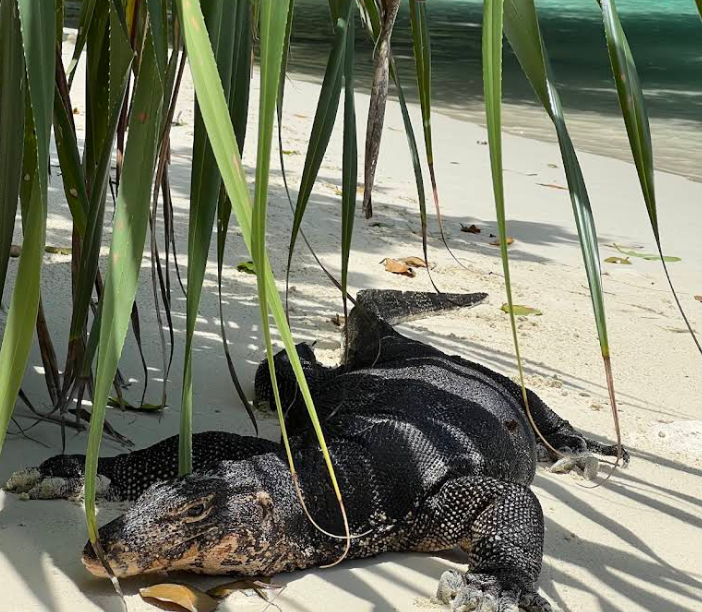 迫力満点アジアンウォーターモニター(Asian Water Monitor)