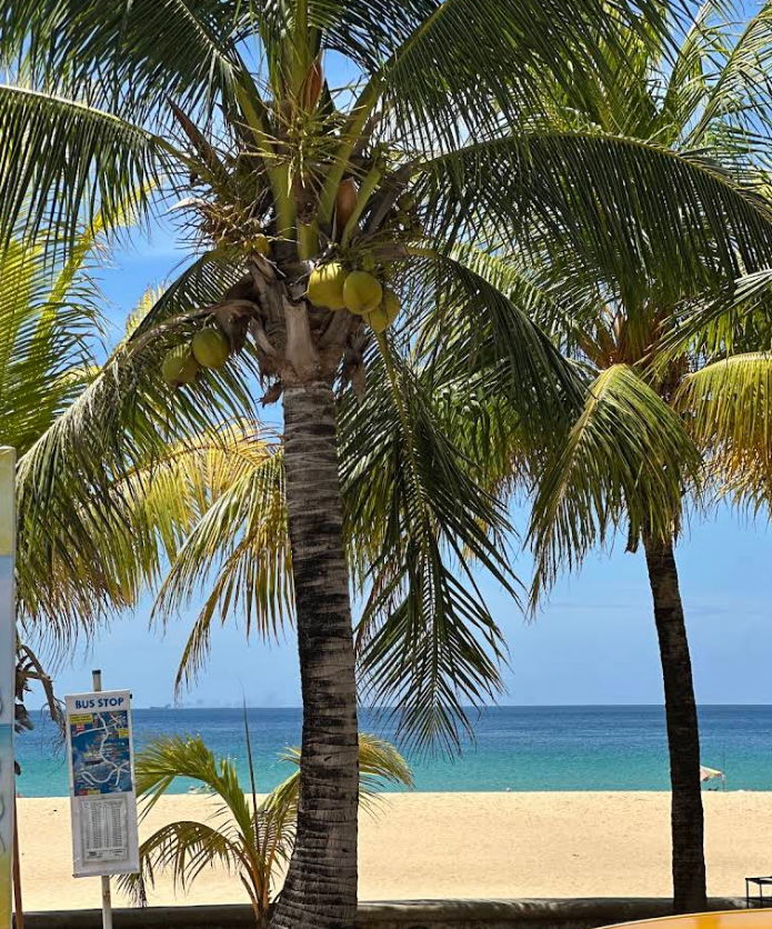 カロンビーチとヤシの実の風景