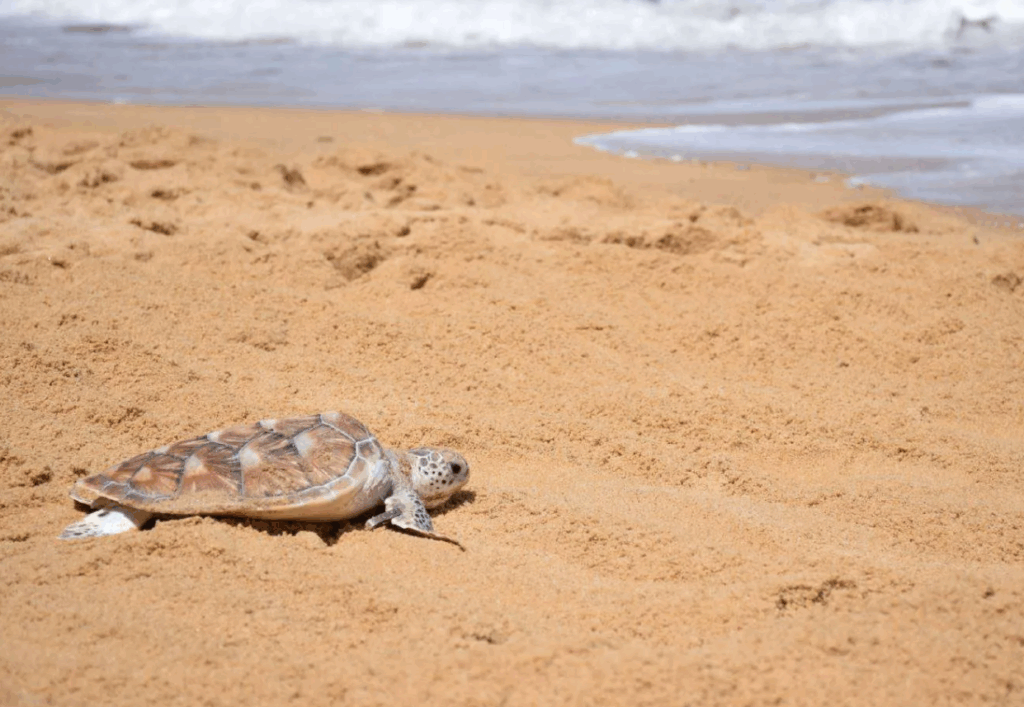 マイカオビーチはカメの産卵場所で有名です