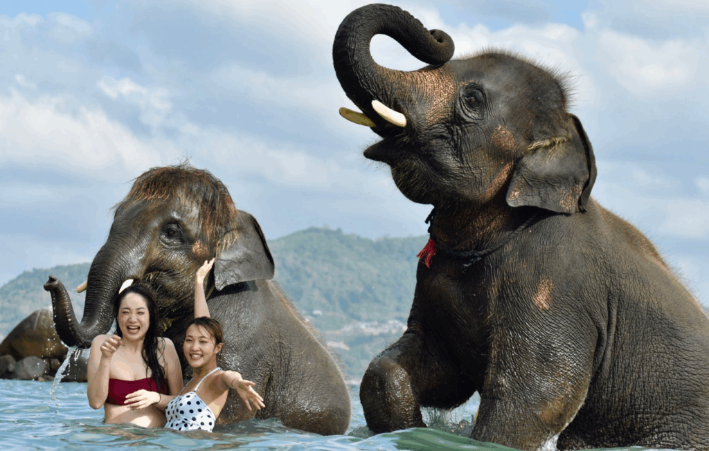 象さん水浴びはプーケット島№1人気アクティビティです