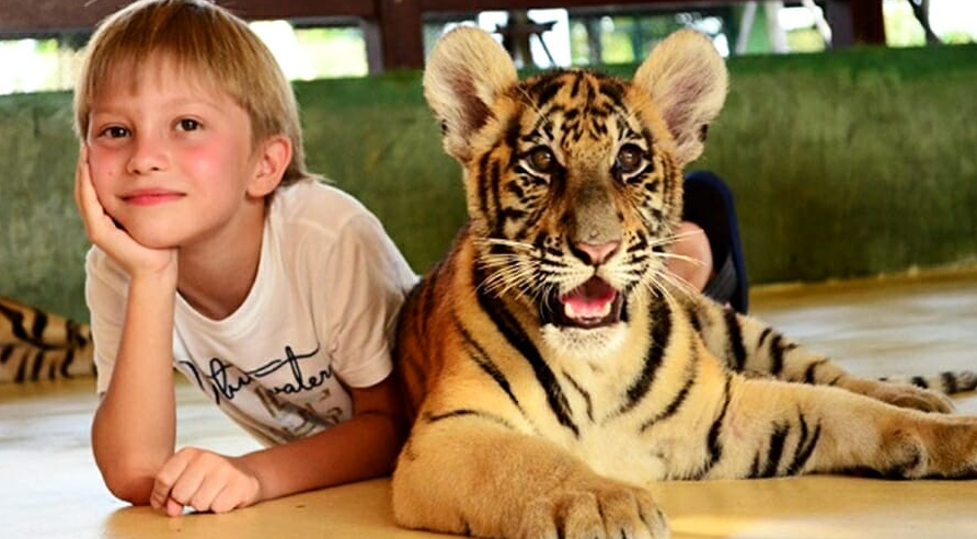 プーケットタイガーキングダムではお子様はべビータイガーのみご参加いただけます