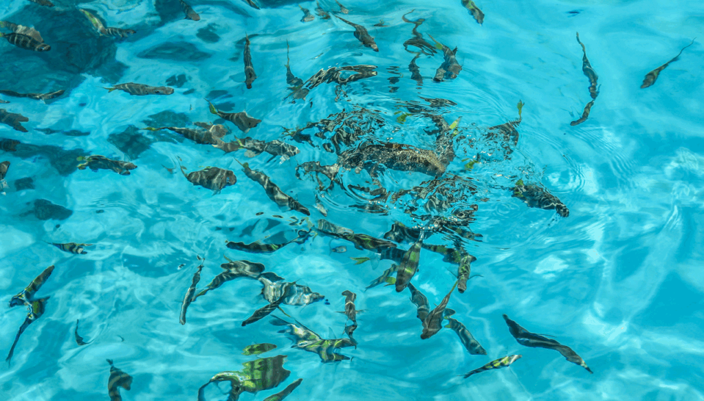 ラチャヤイ島透明度抜群です