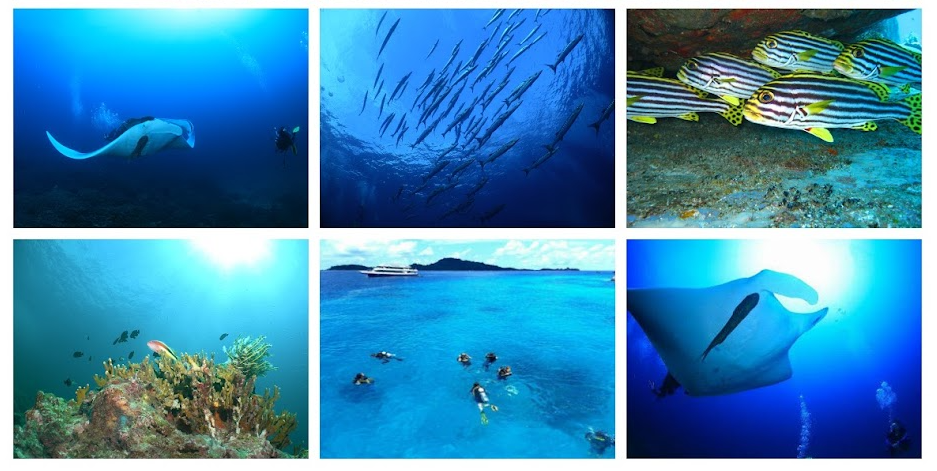 プーケットでは体験・ライセンス・上級者向けダイビングツアー様々なコースをご用意しています。