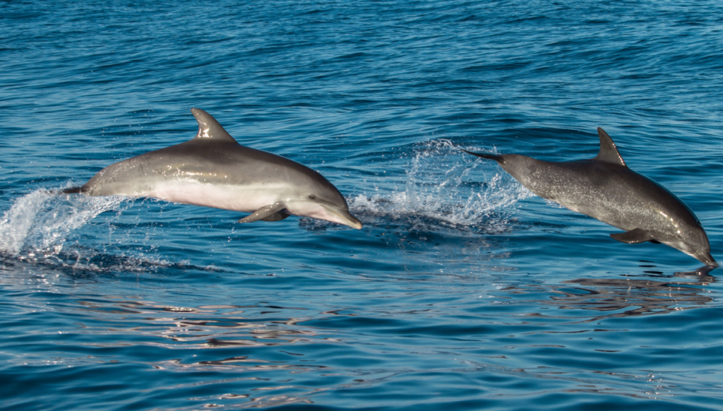 マイトン島にてイルカ散策も楽しめます
