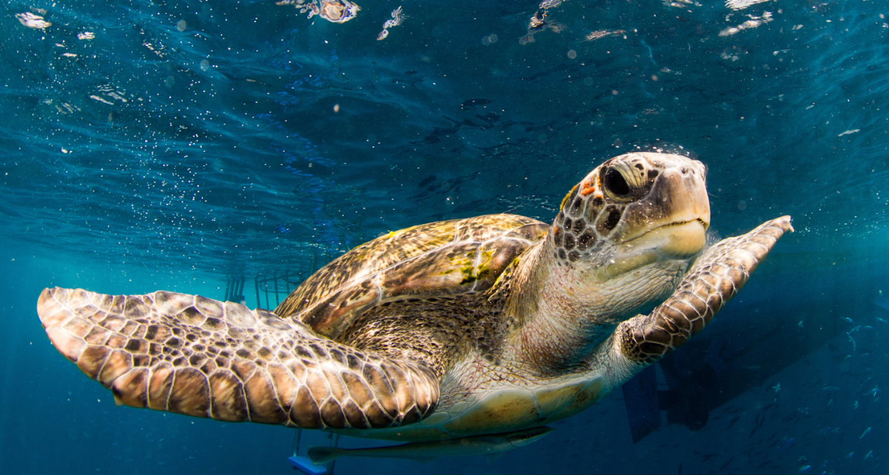 【タイ・プーケット発】憧れのシミラン諸島へ！究極のブルーと絶景を巡る日帰りシュノーケリングツアー
