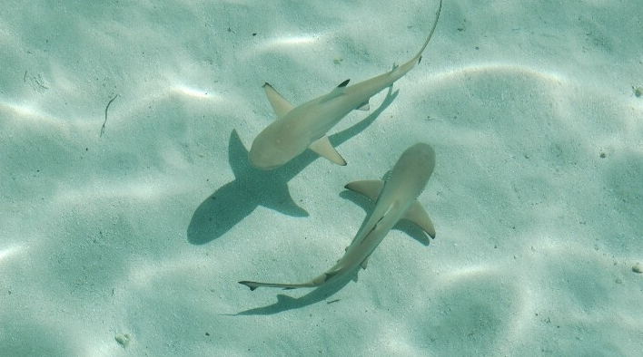 ピピ島のマヤベイ浅瀬でブラックチップリーフシャーク