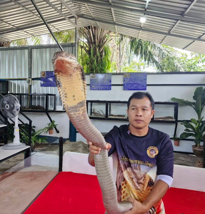 キングコブラは迫力満点