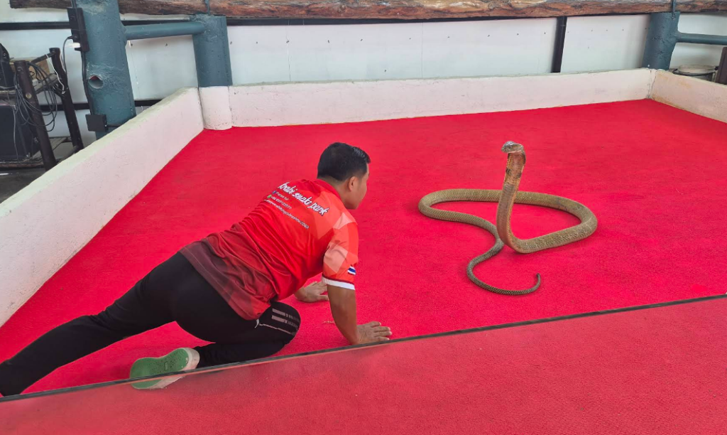 コブラショーは1日5回開催されます