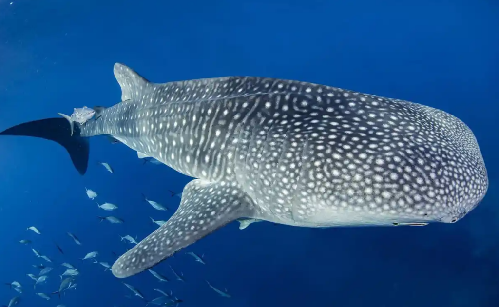 大物も狙えます・ジンベイザメとの遭遇の可能性もあり