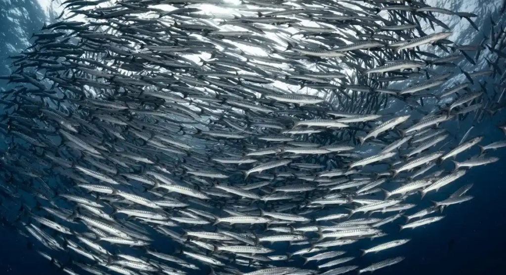 シミラン諸島・バラクーダ群れ
