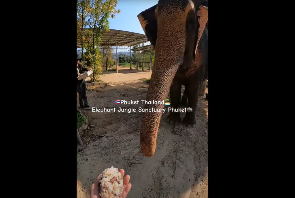 Elephant Jungle Sanctuary Phuketは餌も自分たちで作ります