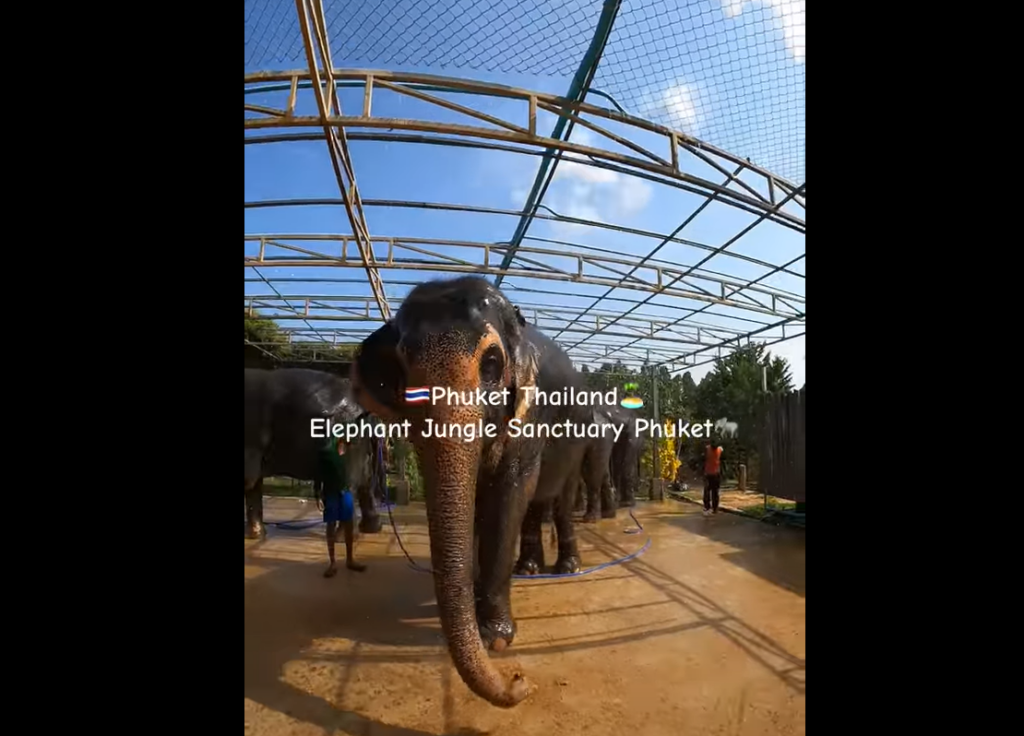 Elephant Jungle Sanctuary Phuket象さんはリラックスした状態で過ごしています