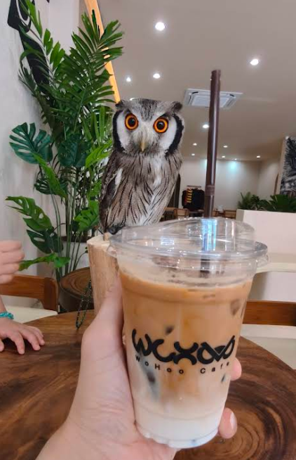 プーケットフクロウカフェ・WoHoo Cafe