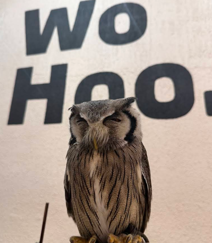 可愛いフクロウが寝ています