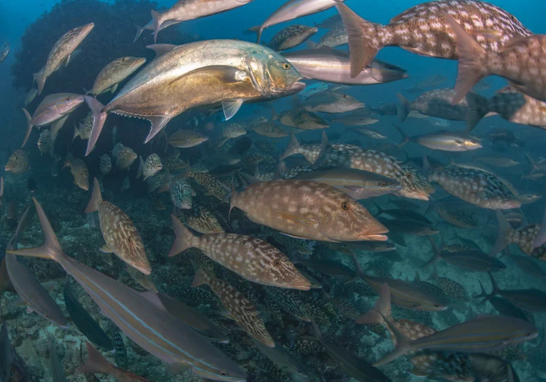 リチュリューロックの豊富な魚影