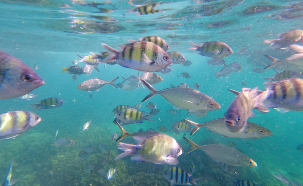 シュノーケリングスポットしても良い感じです