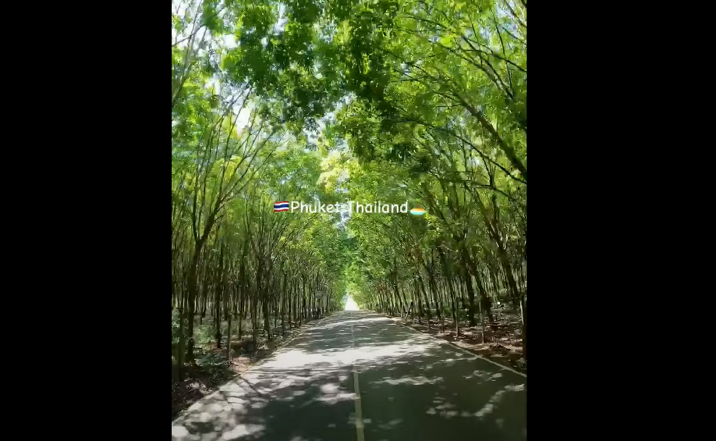 「緑のトンネル」涼しく気持ちよい撮影スポットでも最高です