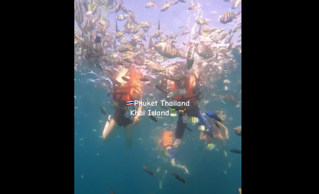 スズメダイの群れが水中で待っています