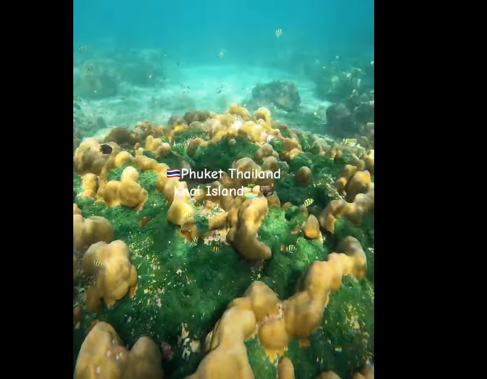 シュノーケリングで珊瑚と魚の赤ちゃんも見れます