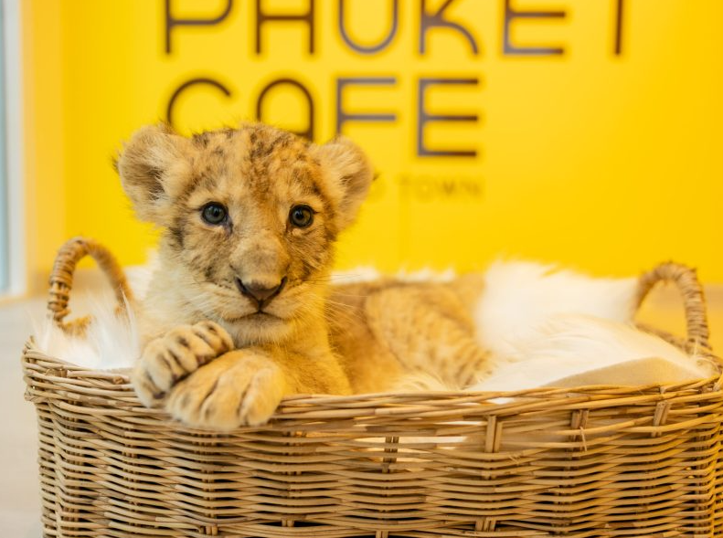 ライオン・プーケット・カフェ(Lion Phuket Cafe)内にて赤ちゃんライオンが待っています