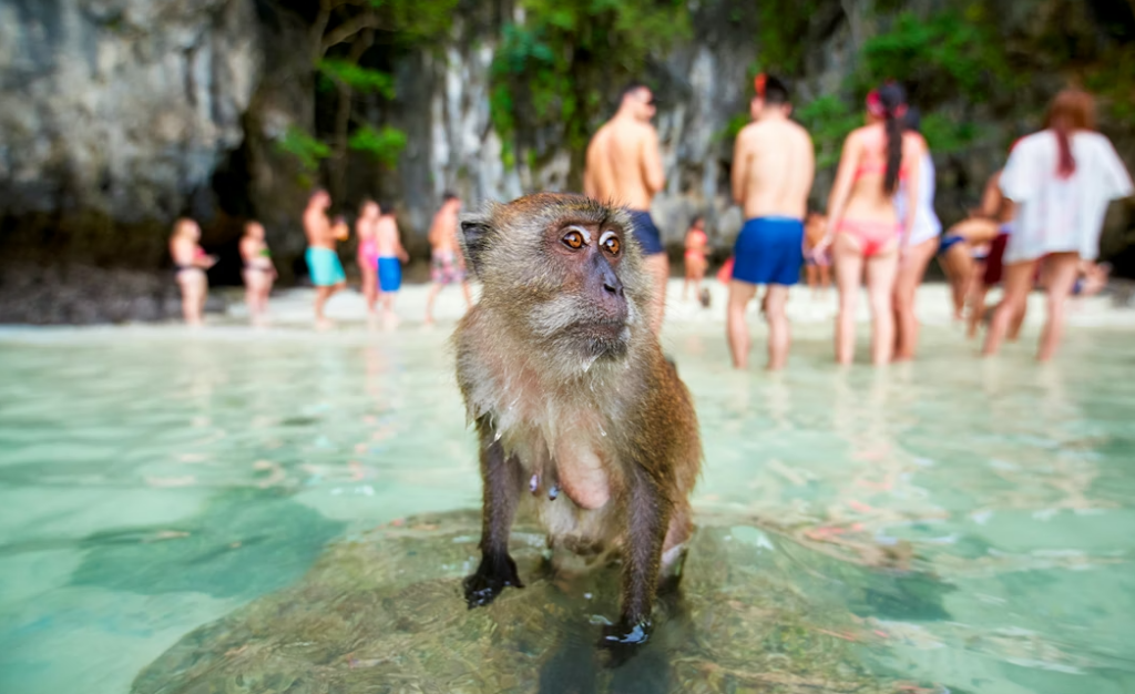 ピピ・ドン島モンキービーチで撮影も可能です