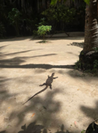 オオトカゲと遭遇することもある